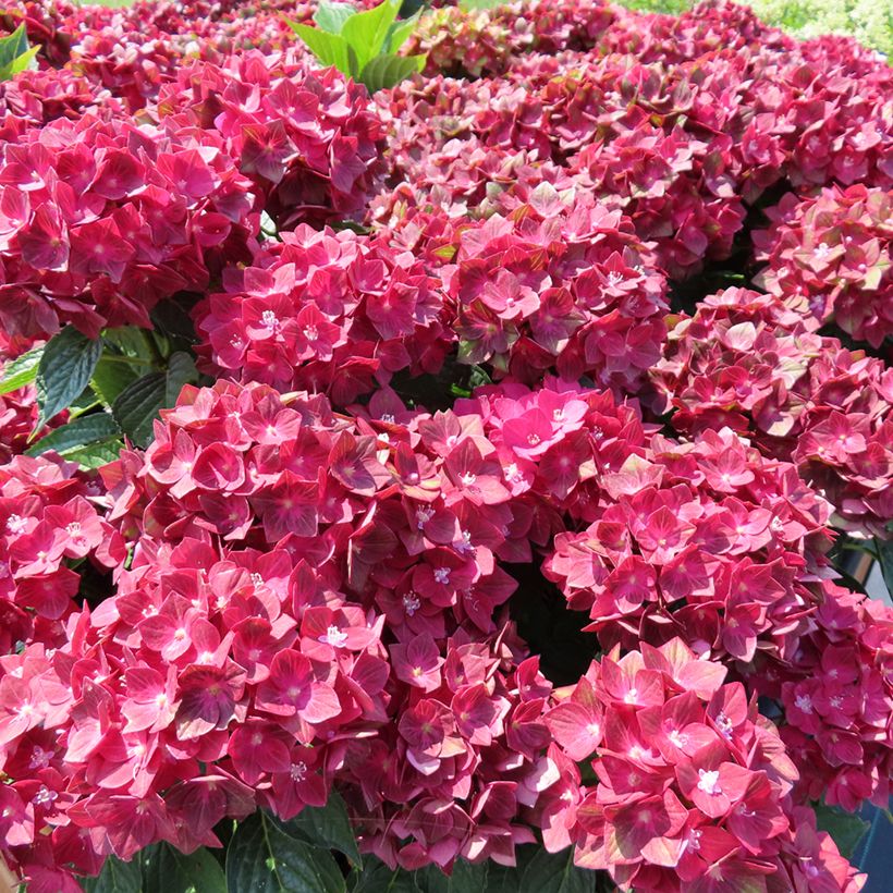 Hydrangea macrophylla Rebellion Red Love (Plant habit)