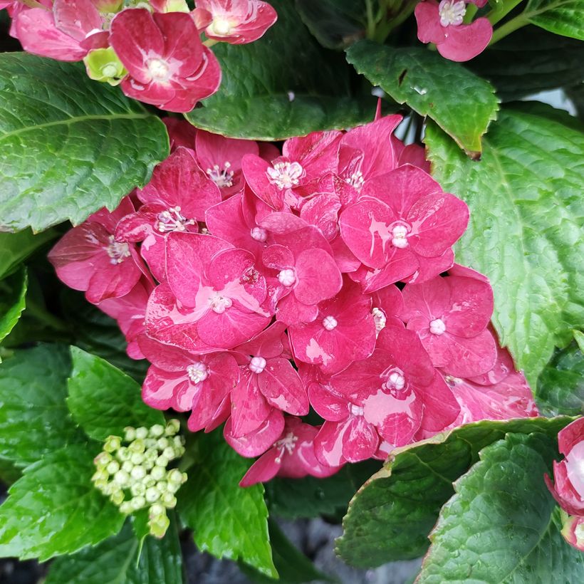 Hydrangea macrophylla Red Reggae (Flowering)