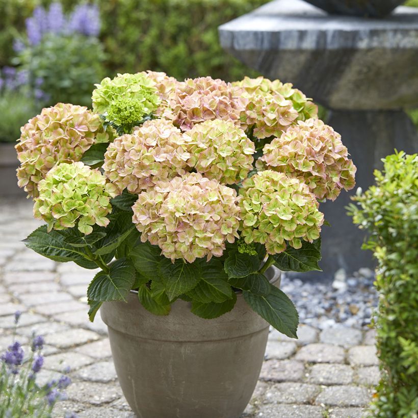 Hydrangea macrophylla Bella Pesche (Plant habit)