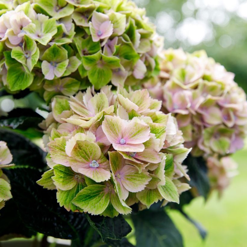 Hydrangea macrophylla Bella Pesche (Flowering)