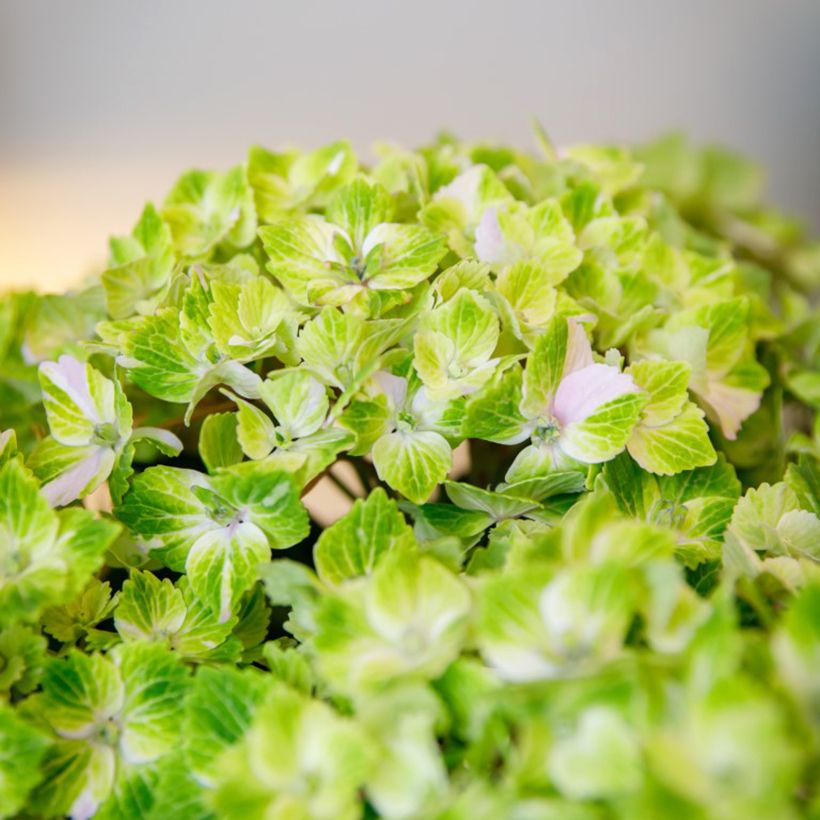 Hydrangea macrophylla Vibrant Verde  (Flowering)