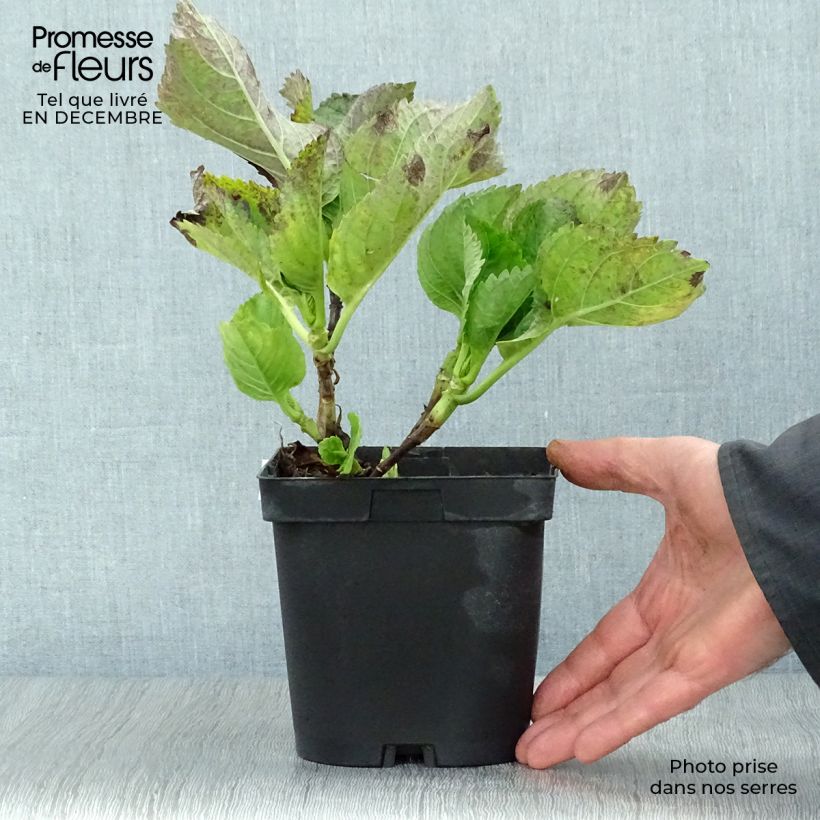 Hydrangea macrophylla Renate Steiniger 2L/3L pot sample as delivered in winter