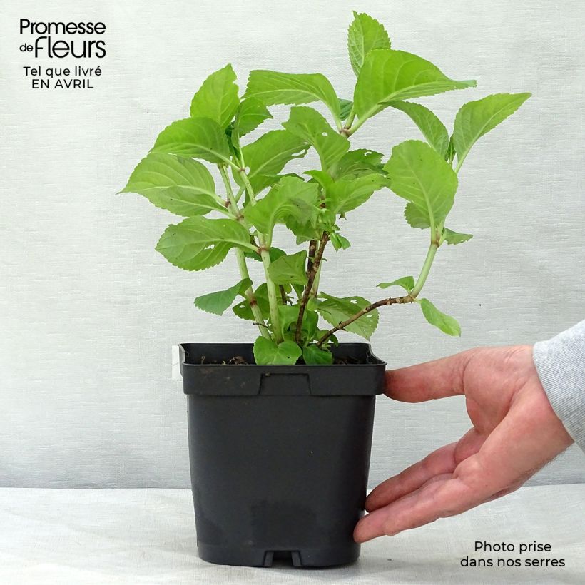 Hydrangea macrophylla Rosita 2L/3L pot sample as delivered in spring