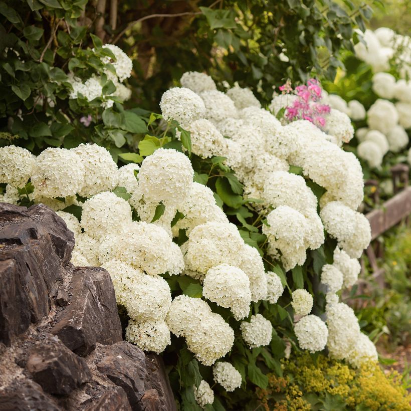 Hydrangea macrophylla Schneeball (Plant habit)