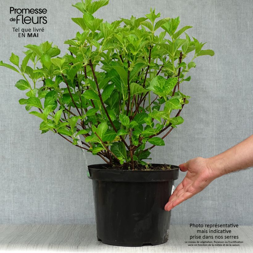 Hydrangea macrophylla Soeur Thérèse 7.5L/10L pot sample as delivered in spring