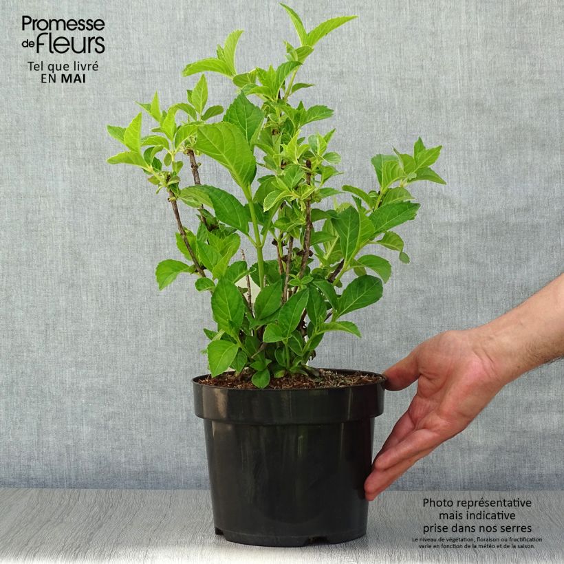 Hydrangea macrophylla Soeur Thérèse 2L/3L pot sample as delivered in spring