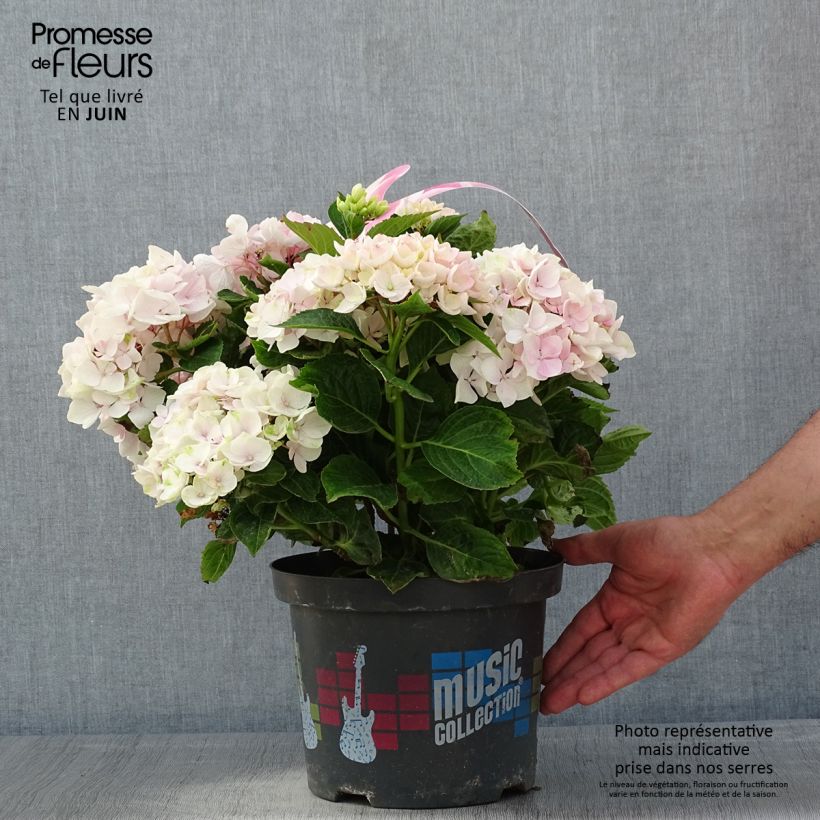Hydrangea macrophylla Soft Pink Salsa 4L/5L pot sample as delivered in spring