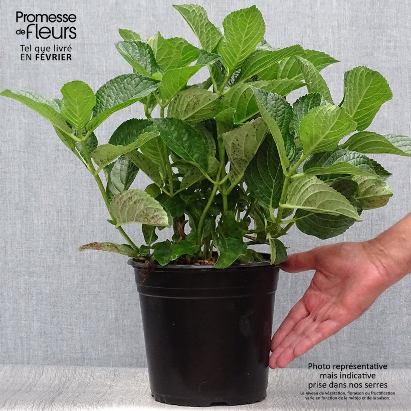 Hydrangea macrophylla Star Gazer Blue 4L/5L pot sample as delivered in autumn