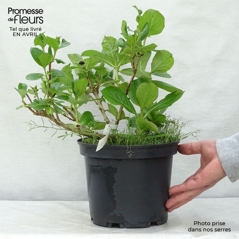 Hydrangea macrophylla Star Gazer 4L/5L pot sample as delivered in spring