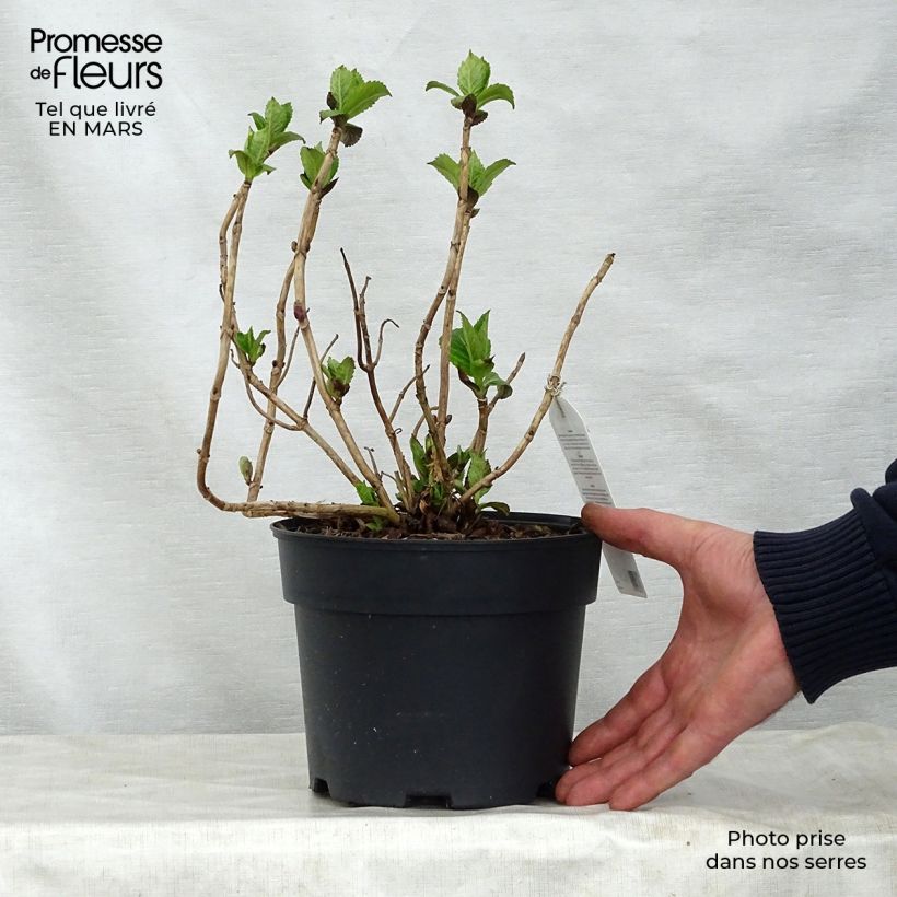 Hydrangea macrophylla Teller Pink 2L/3L pot sample as delivered in spring