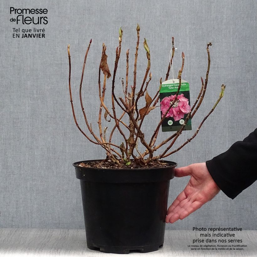 Hydrangea macrophylla Teller Pink 7.5L/10L pot sample as delivered in winter