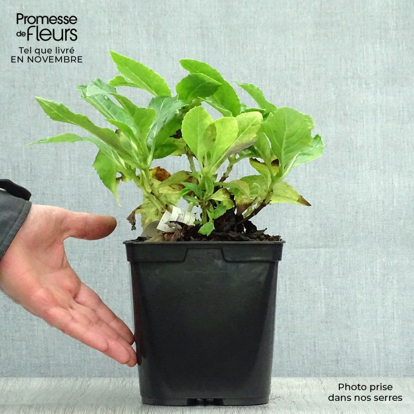 Hydrangea macrophylla Tovelit 2L/3L pot sample as delivered in autumn