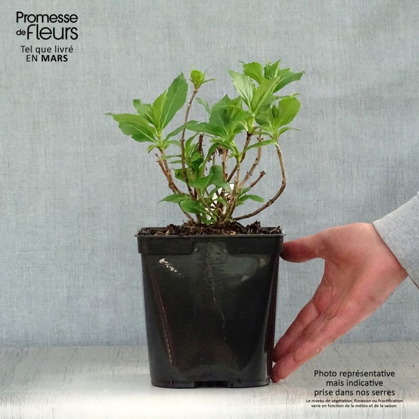 Hydrangea macrophylla Tovelit 2L/3L pot sample as delivered in spring