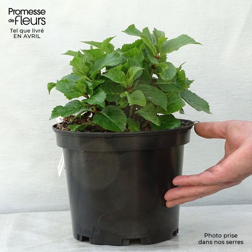 Hydrangea macrophylla Wedding Gown 4L/5L pot sample as delivered in spring