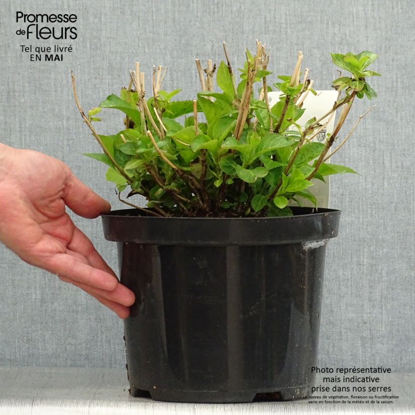 Hydrangea macrophylla Wudu sample as delivered in spring