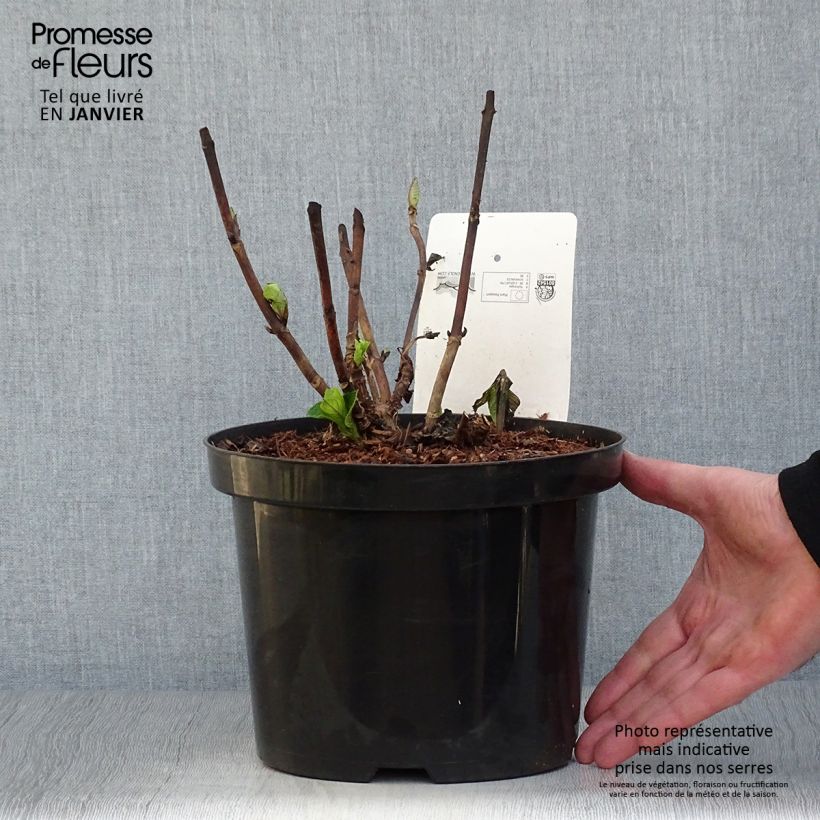 Hydrangea macrophylla Xian 4L/5L pot sample as delivered in winter