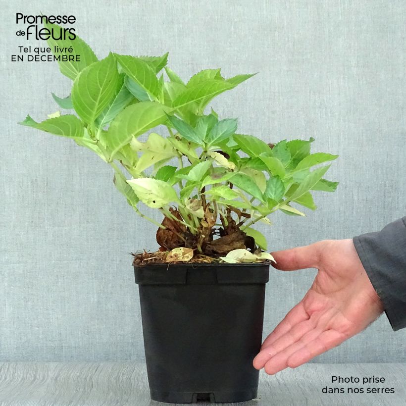 Hydrangea macrophylla Yamato 2L/3L pot sample as delivered in winter