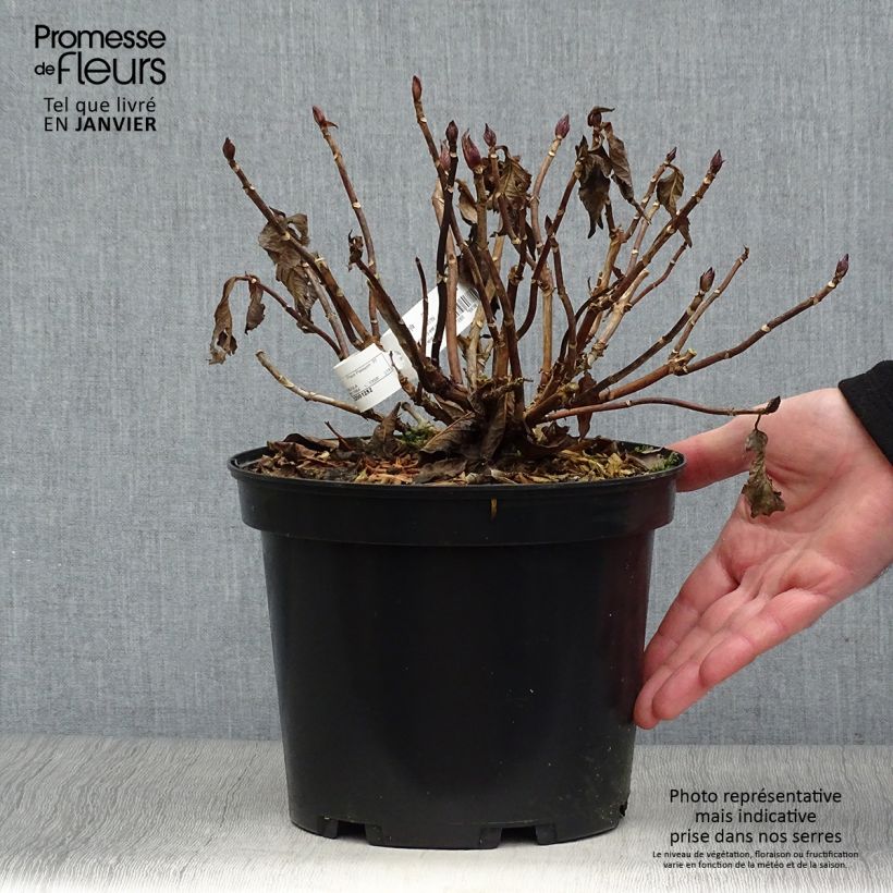 Hydrangea macrophylla You and Me Together 3L/4L pot sample as delivered in winter