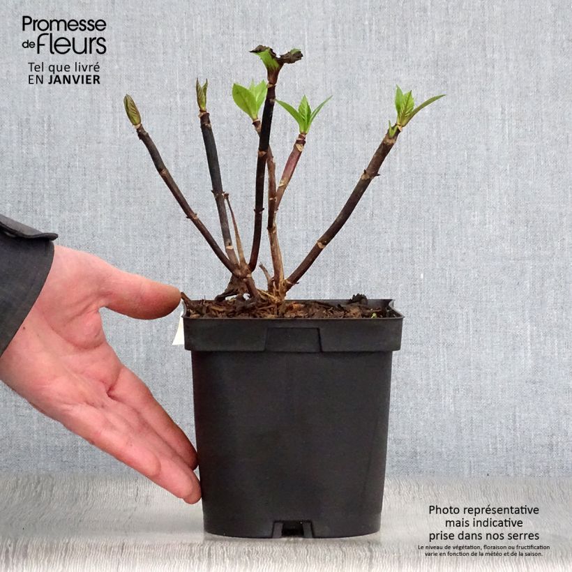 Hydrangea macrophylla Zorro 2L/3L pot sample as delivered in winter