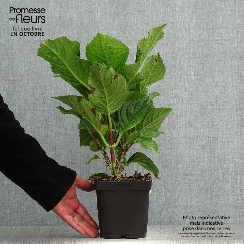 Hydrangea macrophylla Zorro 2L/3L pot sample as delivered in autumn