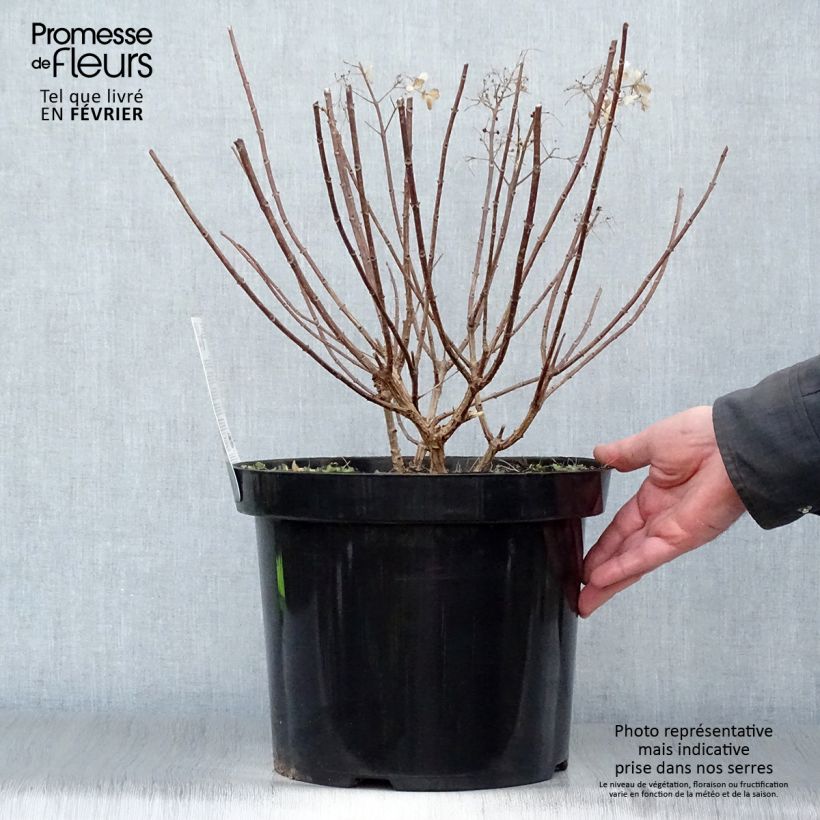 Hydrangea paniculata Bobo 6L/7L pot sample as delivered in winter
