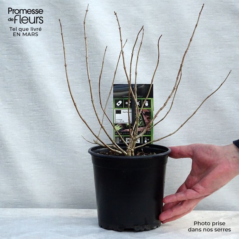 Hydrangea paniculata Bombshell 2L/3L pot sample as delivered in spring