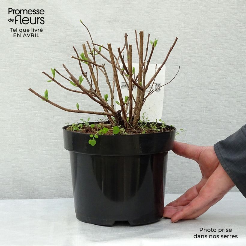 Hydrangea paniculata Darts Little Dot 3L/4L pot sample as delivered in spring