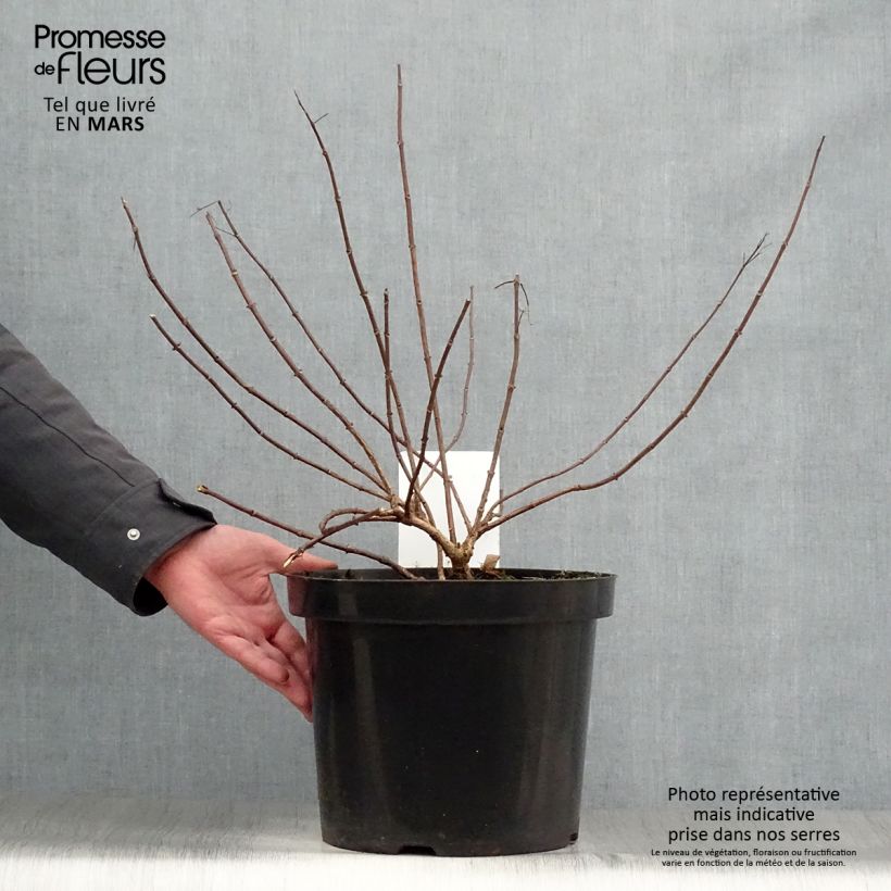 Hydrangea paniculata Diamant Rouge 7.5L/10L pot, Bush sample as delivered in spring