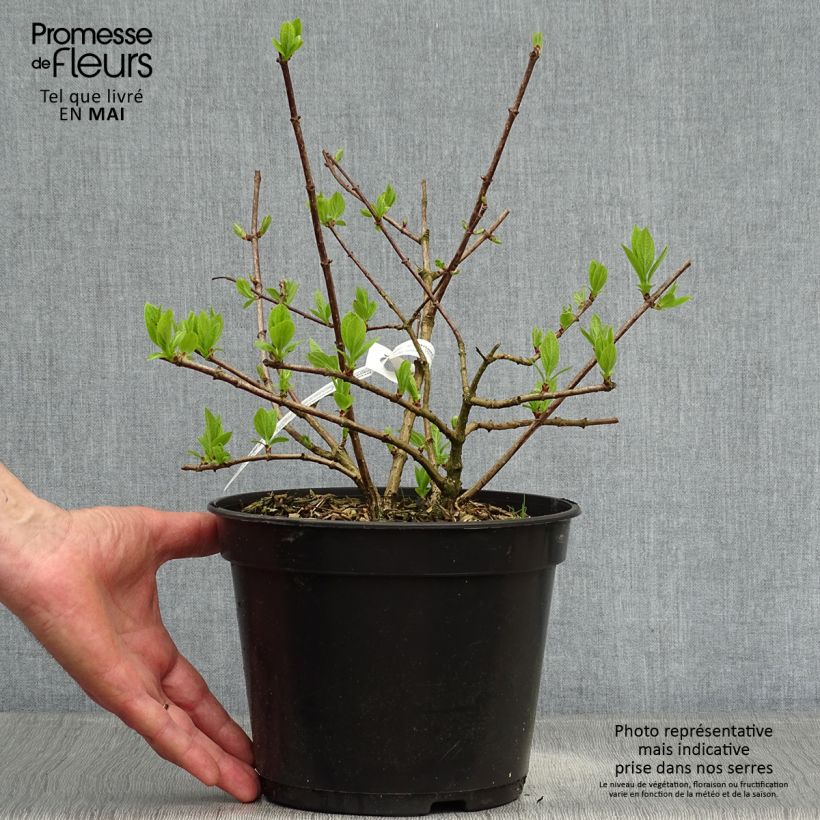 Hydrangea paniculata Diamant Rouge 2L/3L pot, Bush sample as delivered in spring