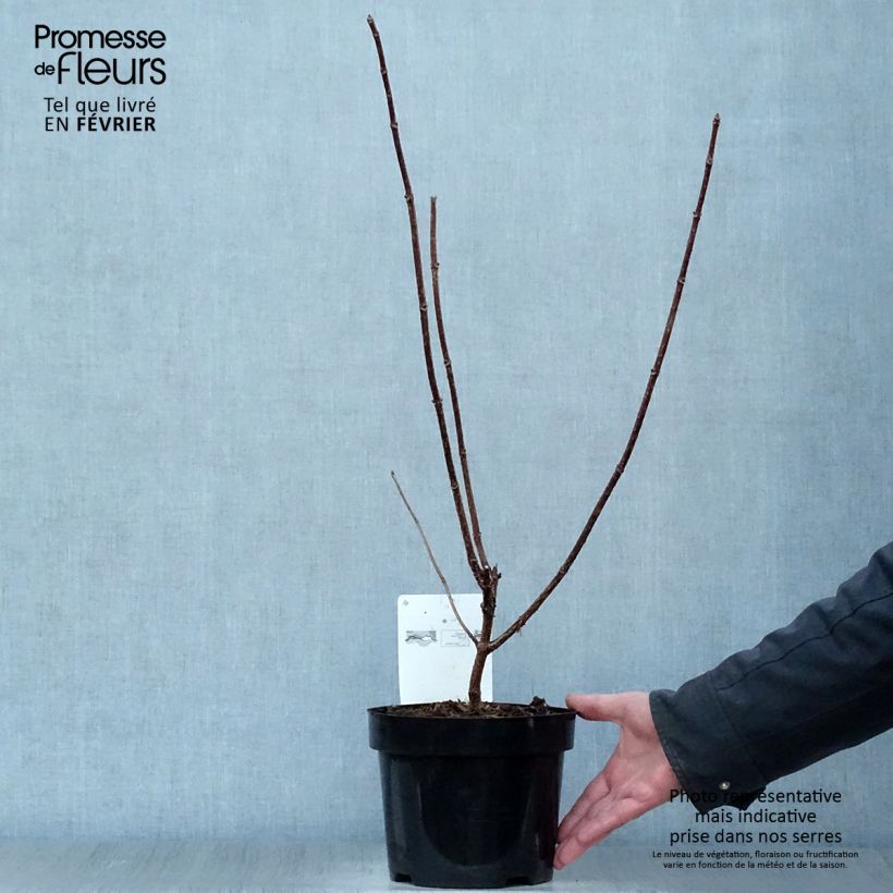 Hydrangea paniculata Early Sensation 3L/4L pot sample as delivered in winter