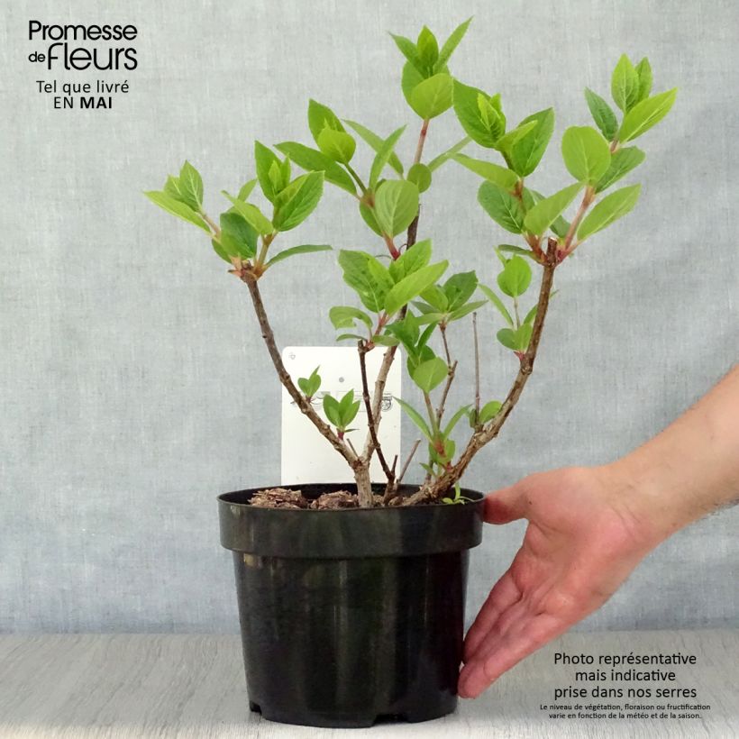 Hydrangea paniculata Early Sensation 3L/4L pot sample as delivered in spring