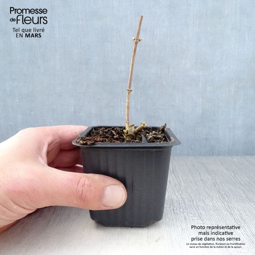 Hydrangea paniculata Grandiflora 8/9 cm pot sample as delivered in spring