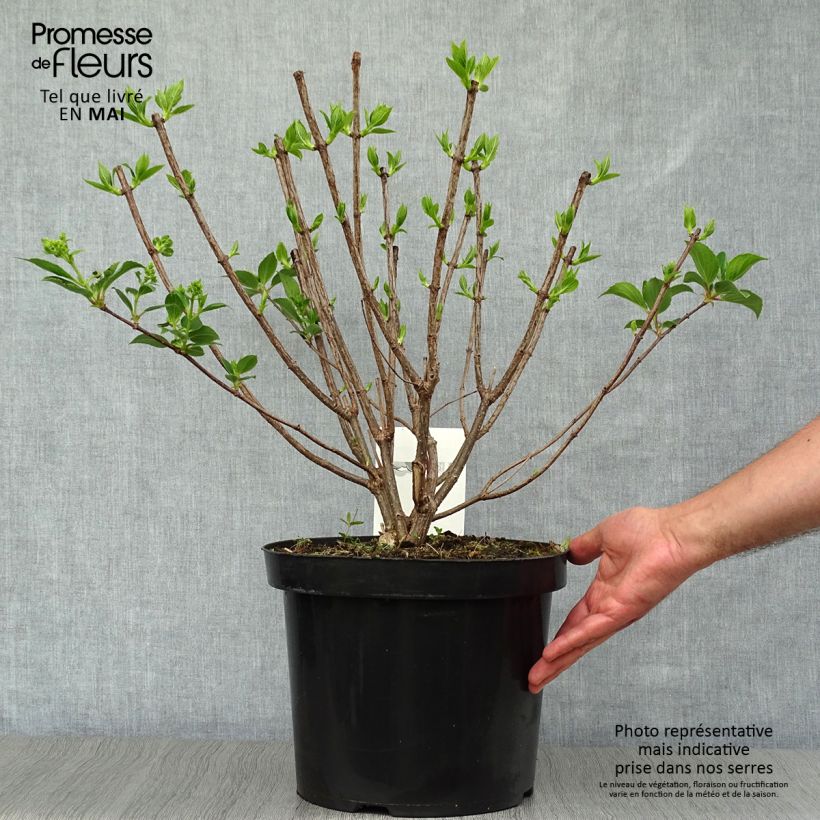 Hydrangea paniculata Kyushu 7.5L/10L pot sample as delivered in spring