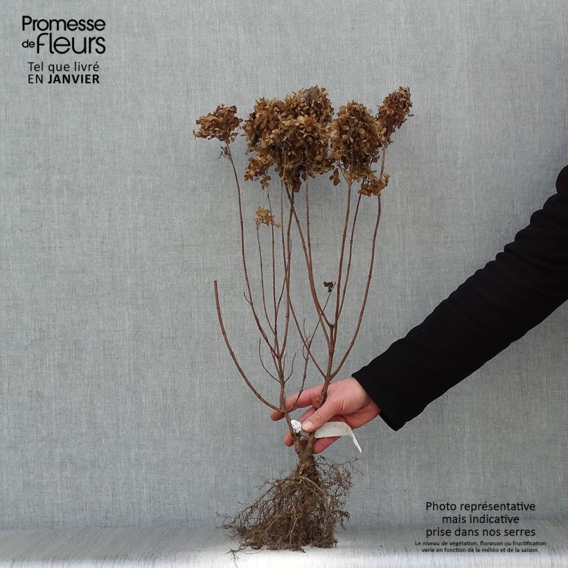 Hydrangea paniculata Kyushu Bare root sample as delivered in winter