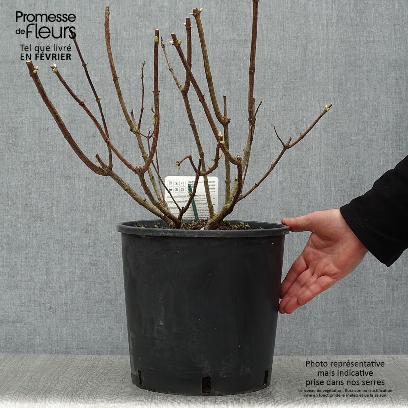 Hydrangea paniculata Levana 7.5L/10L pot sample as delivered in winter