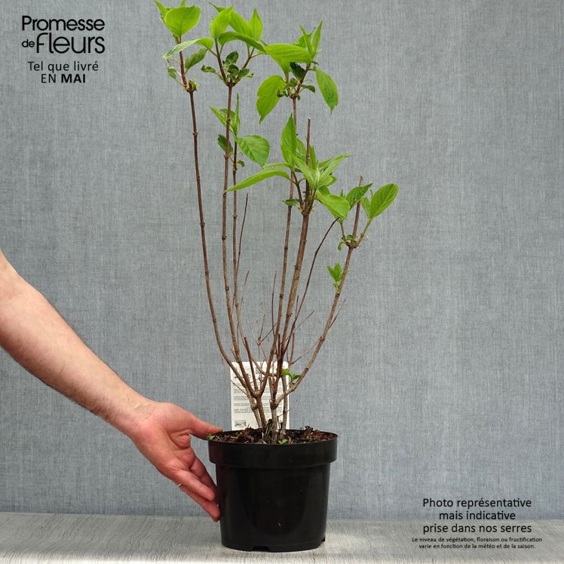 Hydrangea paniculata Levana 3L/4L pot sample as delivered in spring
