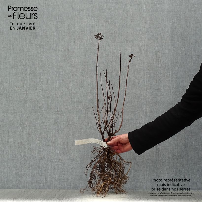 Hydrangea paniculata Limelight Bare root sample as delivered in winter