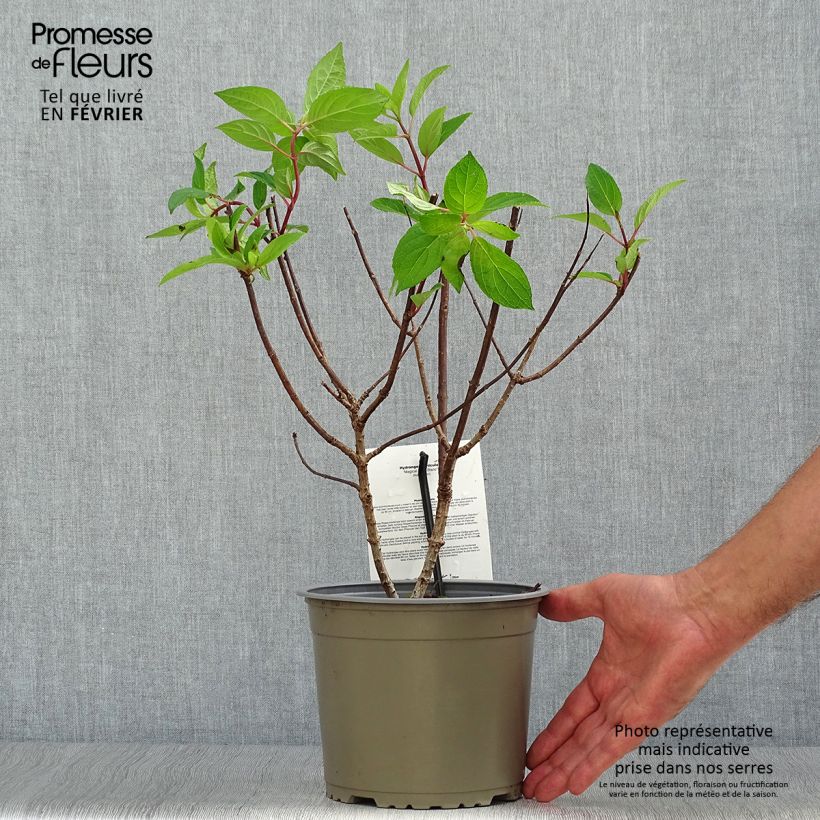 Hydrangea paniculata Magical Mont Blanc 3L/4L pot sample as delivered in autumn
