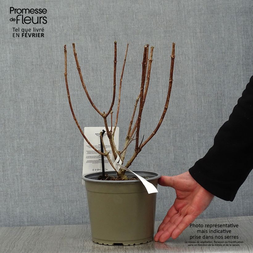 Hydrangea paniculata Magical Mont Blanc 3L/4L pot sample as delivered in winter
