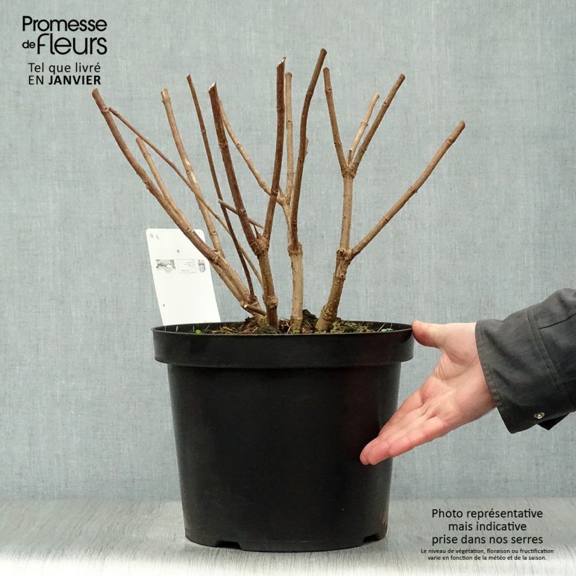 Hydrangea paniculata Phantom - Panicle Hydrangea 7.5L/10L pot sample as delivered in winter