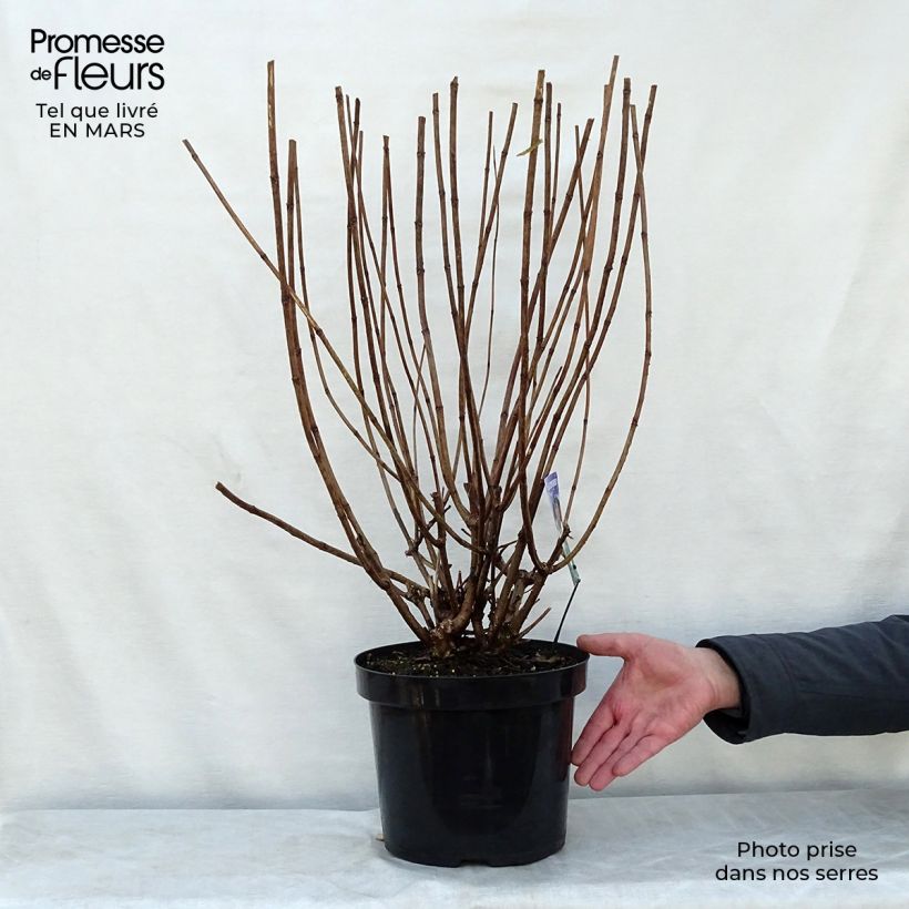 Hydrangea paniculata Phantom - Panicle Hydrangea 7.5L/10L pot sample as delivered in spring