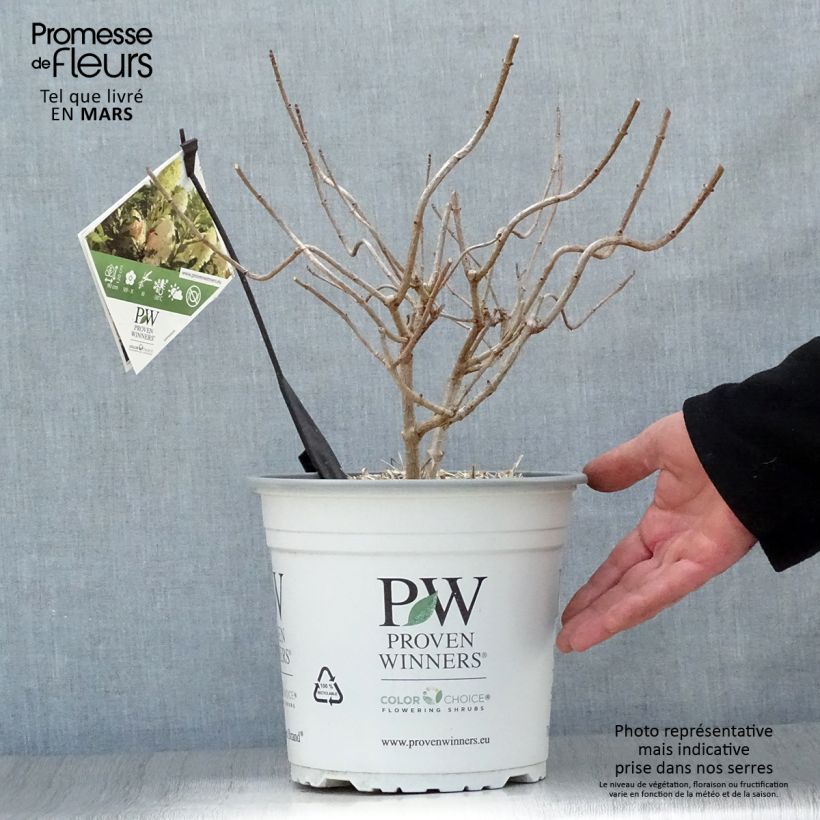 Hydrangea paniculata Pinkachu 3L/4L pot sample as delivered in spring