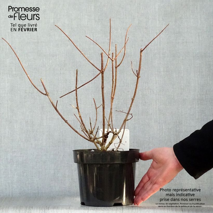 Hydrangea paniculata Sundae Fraise 2L/3L pot sample as delivered in winter