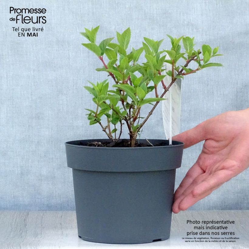 Hydrangea paniculata Sundae Fraise 2L/3L pot sample as delivered in spring