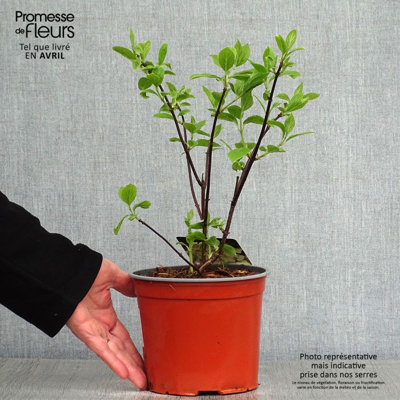 Hydrangea paniculata White Moth 2L/3L pot sample as delivered in spring