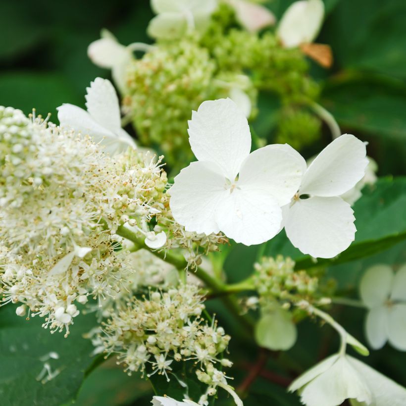 Hydrangea paniculata White Moth (Flowering)