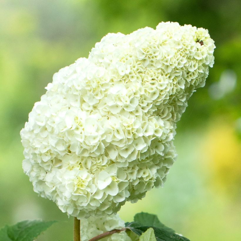 Hydrangea quercifolia GATSBY MOON (Flowering)