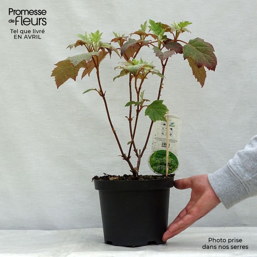 Hydrangea quercifolia Harmony 2L/3L pot sample as delivered in spring