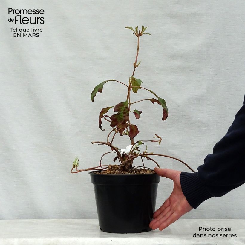 Hydrangea quercifolia Ice Crystal 4L/5L pot sample as delivered in spring