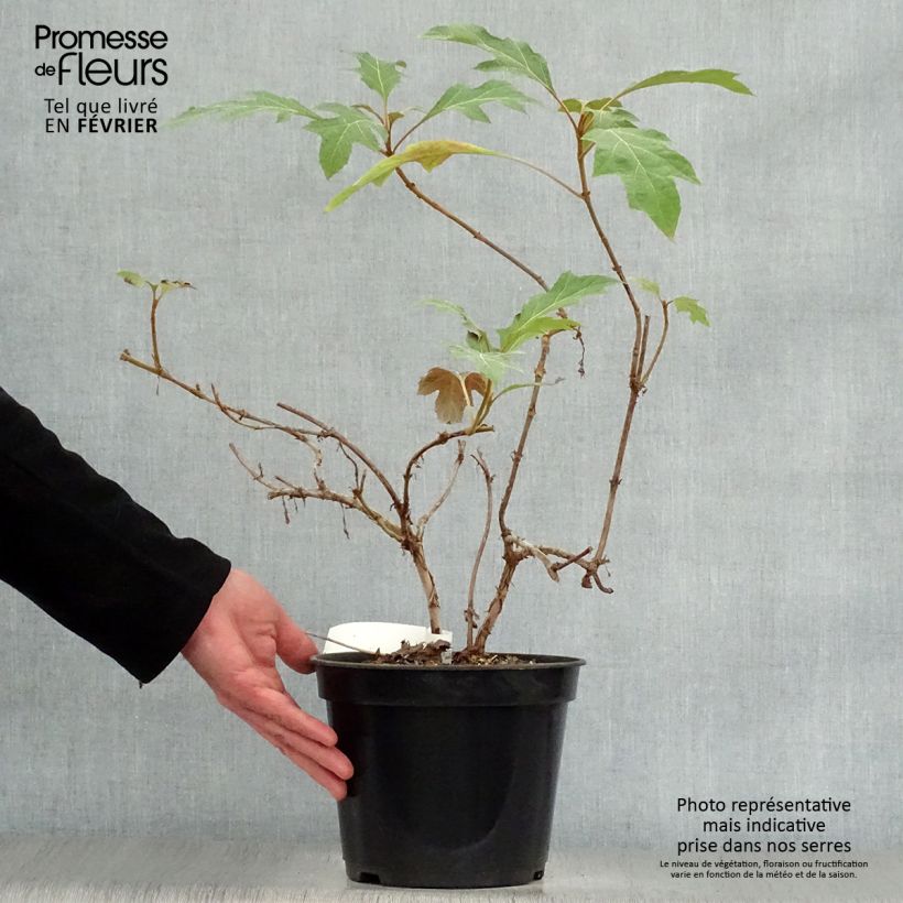 Hydrangea quercifolia Ice Crystal 4L/5L pot sample as delivered in winter